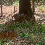 Deer Park Thenmalai Kollam 